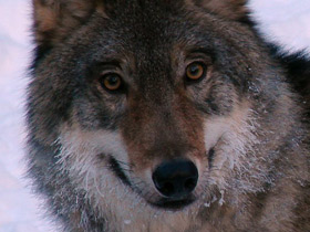 Смотреть фото Волк Фото Волк