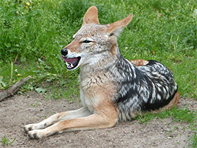 Смотреть фото Чепрачный шакал Фото Чепрачный шакал