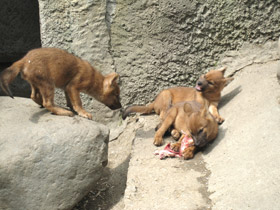 Смотреть фото Красный волк Фото Красный волк