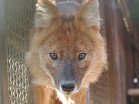 Смотреть фото Красный волк Фото Красный волк