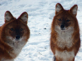 Смотреть фото Красный волк Фото Красный волк