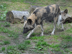 Смотреть фото Гиеновая собака Фото Гиеновая собака