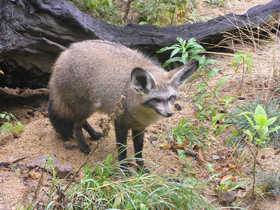 Смотреть фото Большеухая лисица Фото Большеухая лисица