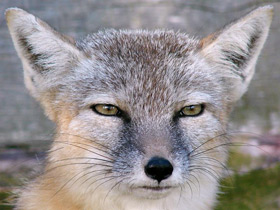 Смотреть фото Корсак Фото Корсак