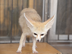 Смотреть фото Фенек Фото Фенек