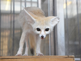 Смотреть фото Фенек Фото Фенек