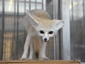 Смотреть фото Фенек Фото Фенек