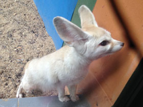 Смотреть фото Фенек Фото Фенек