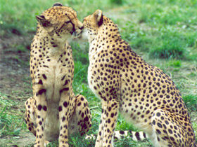 Гепард Гепард