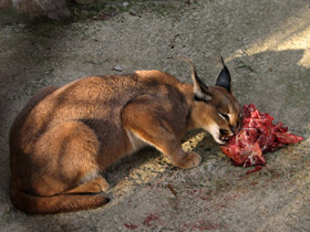 Смотреть фото Каракал: тот, кто свирепее льва Фото Каракал: тот, кто свирепее льва