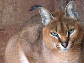 Смотреть фото Каракал: тот, кто свирепее льва Фото Каракал: тот, кто свирепее льва