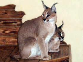 Смотреть фото Каракал: тот, кто свирепее льва Фото Каракал: тот, кто свирепее льва