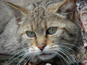 Смотреть фото Лесной кот Фото Лесной кот