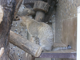 Смотреть фото Лесной кот Фото Лесной кот