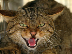 Лесной кот Лесной кот