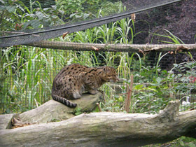 Смотреть фото Кот-рыболов Фото Кот-рыболов