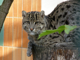 Смотреть фото Кот-рыболов Фото Кот-рыболов