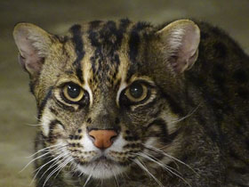 Смотреть фото Кот-рыболов Фото Кот-рыболов