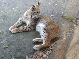 Смотреть фото Европейская рысь Фото Европейская рысь