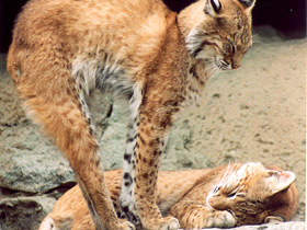 Европейская рысь Европейская рысь