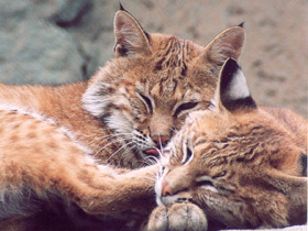 Европейская рысь Европейская рысь