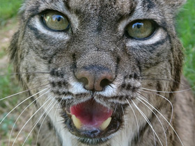 Фото Пиренейская рысь