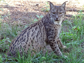 Фото Пиренейская рысь