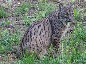 Фото Пиренейская рысь