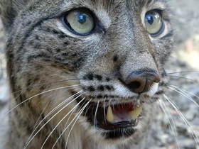 Фото Пиренейская рысь