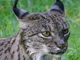 Фото Пиренейская рысь