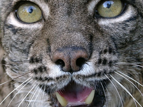 Фото Пиренейская рысь