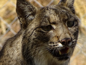 Фото Пиренейская рысь