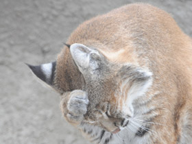 Смотреть фото Рыжая рысь Фото Рыжая рысь