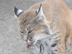 Смотреть фото Рыжая рысь Фото Рыжая рысь