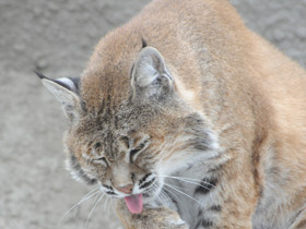 Смотреть фото Рыжая рысь Фото Рыжая рысь