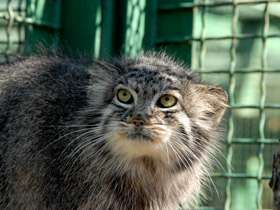 Смотреть фото Манул Фото Манул