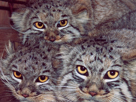 Манул Манул