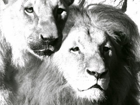 Смотреть фото Лев Фото Лев