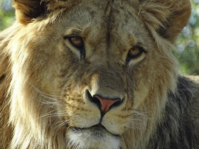 Смотреть фото Лев Фото Лев