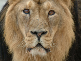 Азиатский лев Азиатский лев