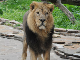 Смотреть фото Лев Фото Лев