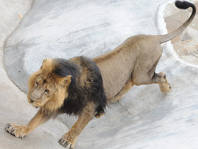 Смотреть фото Лев Фото Лев