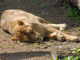 Смотреть фото Лев Фото Лев