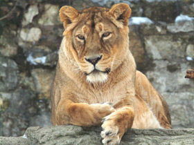 Азиатский лев Азиатский лев