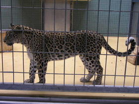 Смотреть фото Переднеазиатский леопард Фото Переднеазиатский леопард
