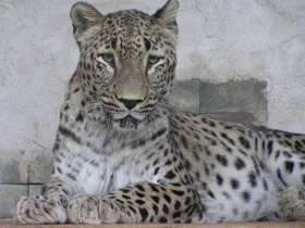 Смотреть фото Переднеазиатский леопард Фото Переднеазиатский леопард