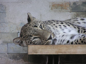 Смотреть фото Переднеазиатский леопард Фото Переднеазиатский леопард