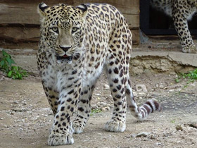 Смотреть фото Переднеазиатский леопард Фото Переднеазиатский леопард