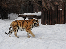 Смотреть фото Тигр Фото Тигр