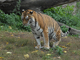 Смотреть фото Тигр Фото Тигр